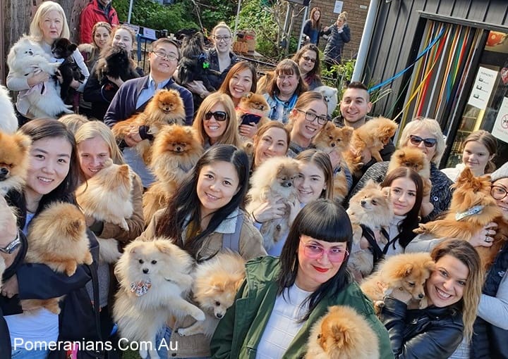 Melbourne Pomeranian Meet Up Winter 2019