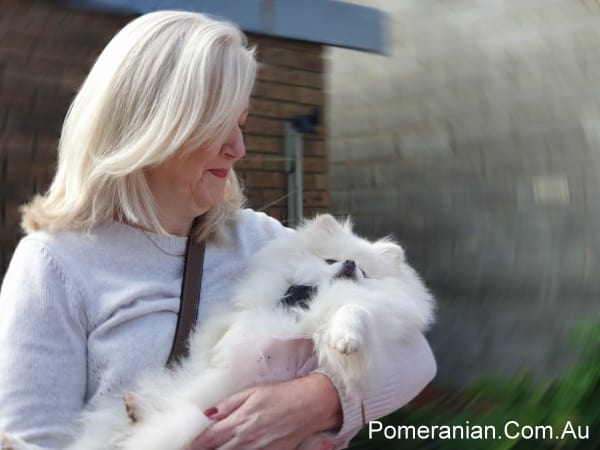 White Pomeranian at the Pomeranian Winter Meet Up 2019