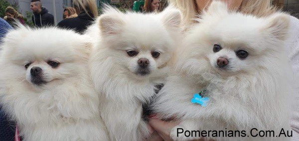 Dochlaggie White Pomeranians at the Pomeranian Winter Meet Up 2019