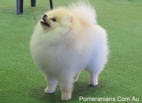 Cream Pomeranian