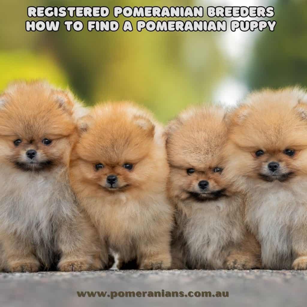 Registered Pomeranian Breeders: How to Find a Pomeranian Puppy