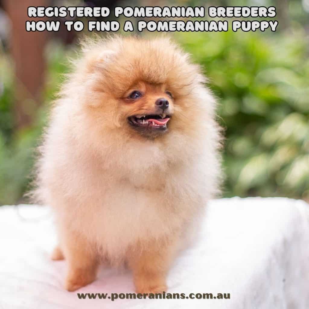 Registered Pomeranian Breeders 
How to Find a Pomeranian Puppy