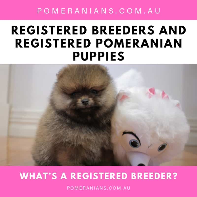 What’s a Registered Breeder