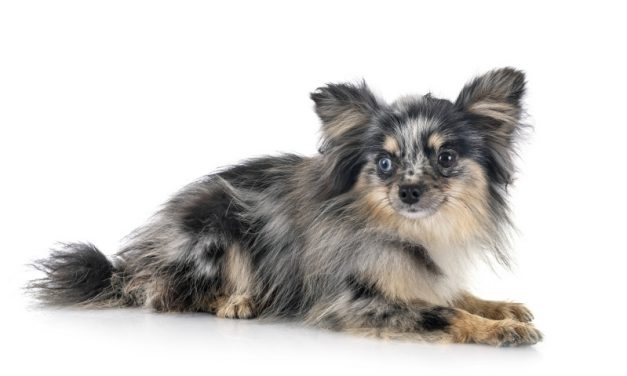 Merle Pomeranians Australia