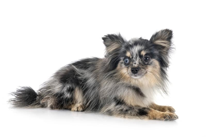 Blue merle pomeranian outlet price