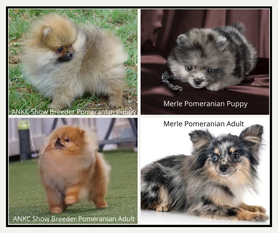 Merle pomeranian 2025 health problems