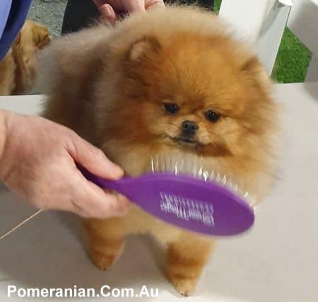 Grooming your Pomeranian like a show dog.