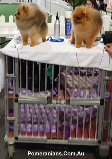 Pomeranian Show Trolley