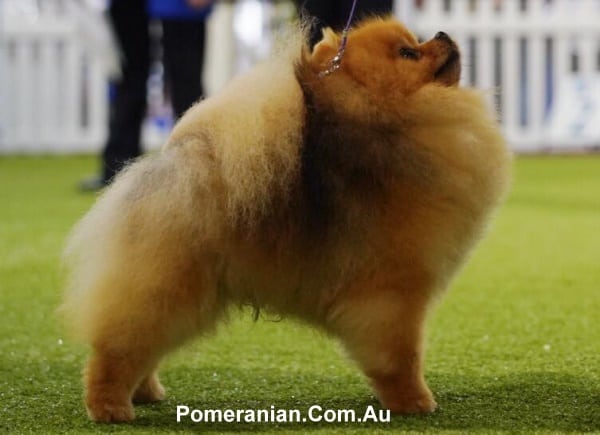 pomeranian show cut