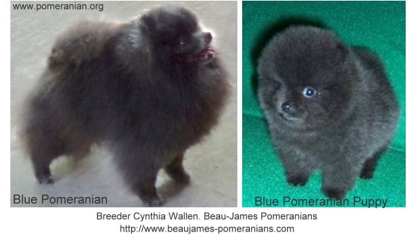 Blue Pomeranians