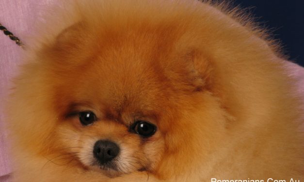 Champion Pomeranian Dog