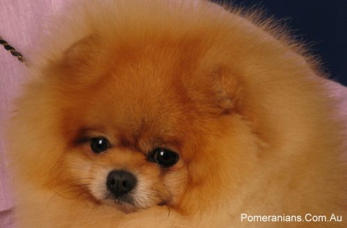 Champion Pomeranian Dog