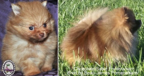 Chocolate Sable Pomeranians