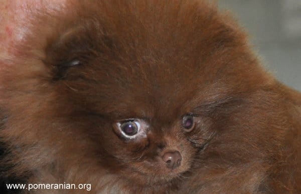 Chocolate Pomeranian Puppy