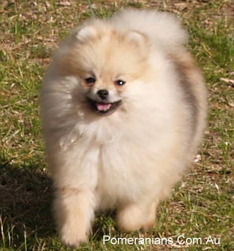 Cream Sable Pomeranian Puppies