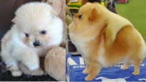 Orange Pomeranians