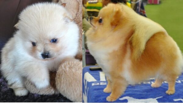 Orange Pomeranian Puppy and Full Grown Clear Orange Pomeranian Adult