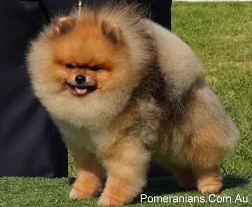 Orange Sable Pomeranian Full Grown