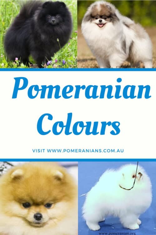 Pomeranian Colours Australia