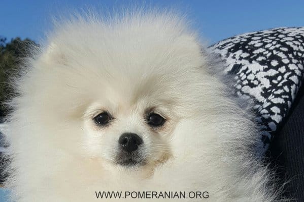 White Colour Pomeranian