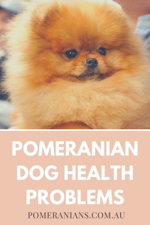 Pomeranian health problems