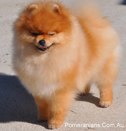 Pomeranian