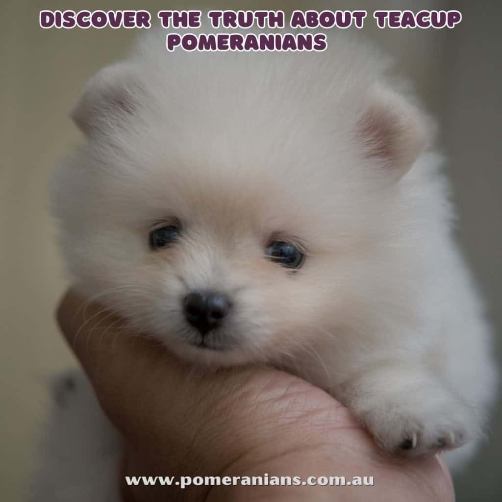 Discovering the Truth About Teacup Pomeranians Why They May Not Be What You Think Pomeranian