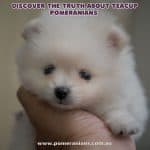 Teacup Pomeranian Puppy