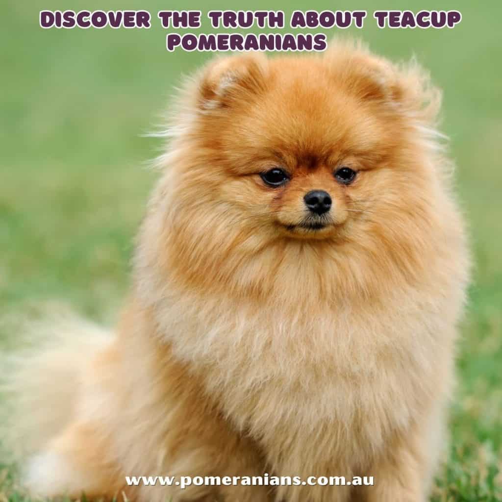 Teacup Pomeranian Dog