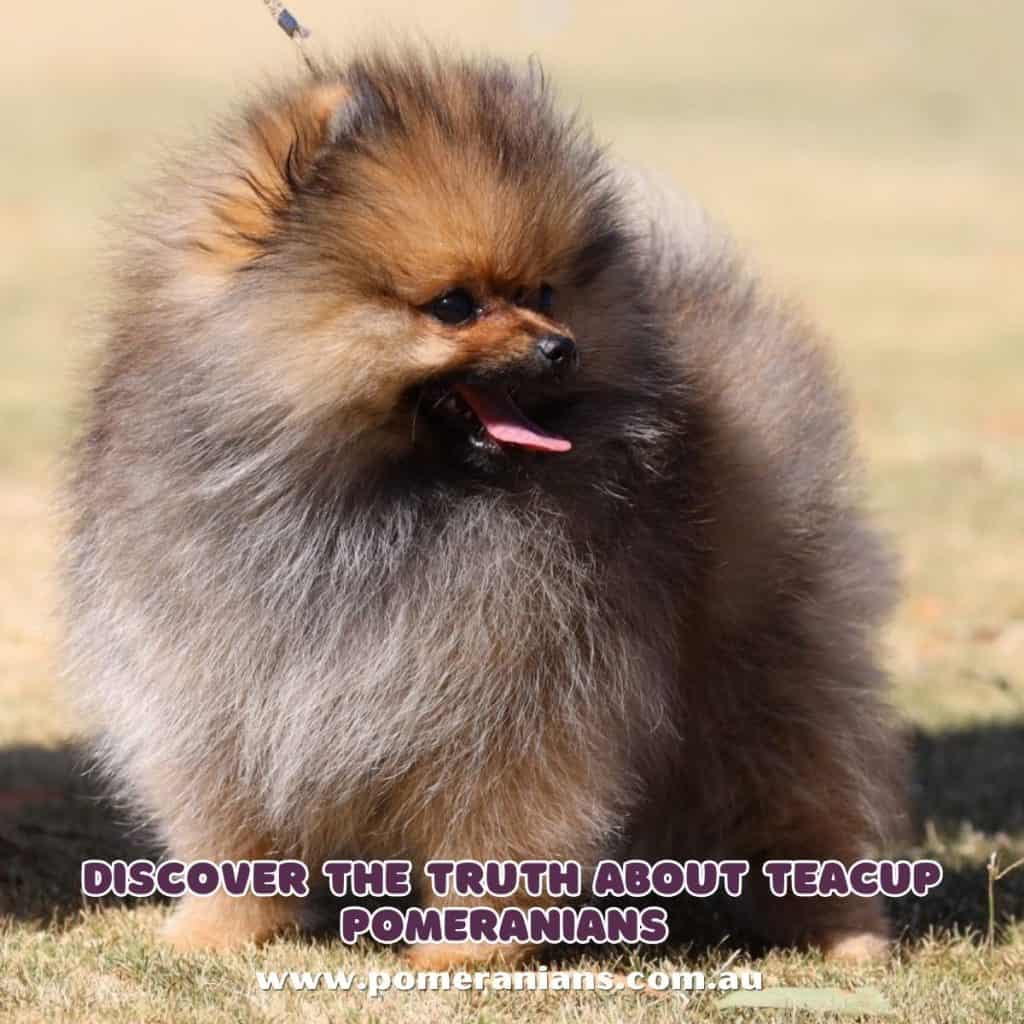 Discover the Truth about Teacup Pomeranians
