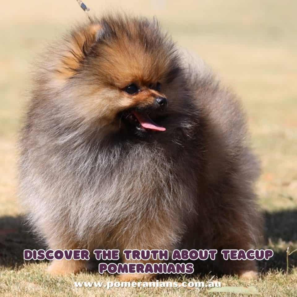 Discovering the Truth About Teacup Pomeranians Why They May Not Be What You Think Pomeranian