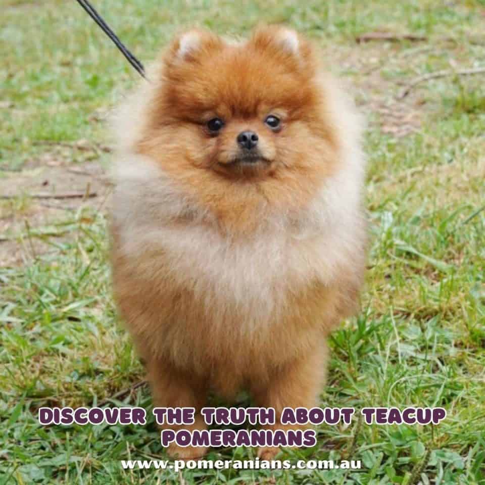 discovering-the-truth-about-teacup-pomeranians-why-they-may-not-be