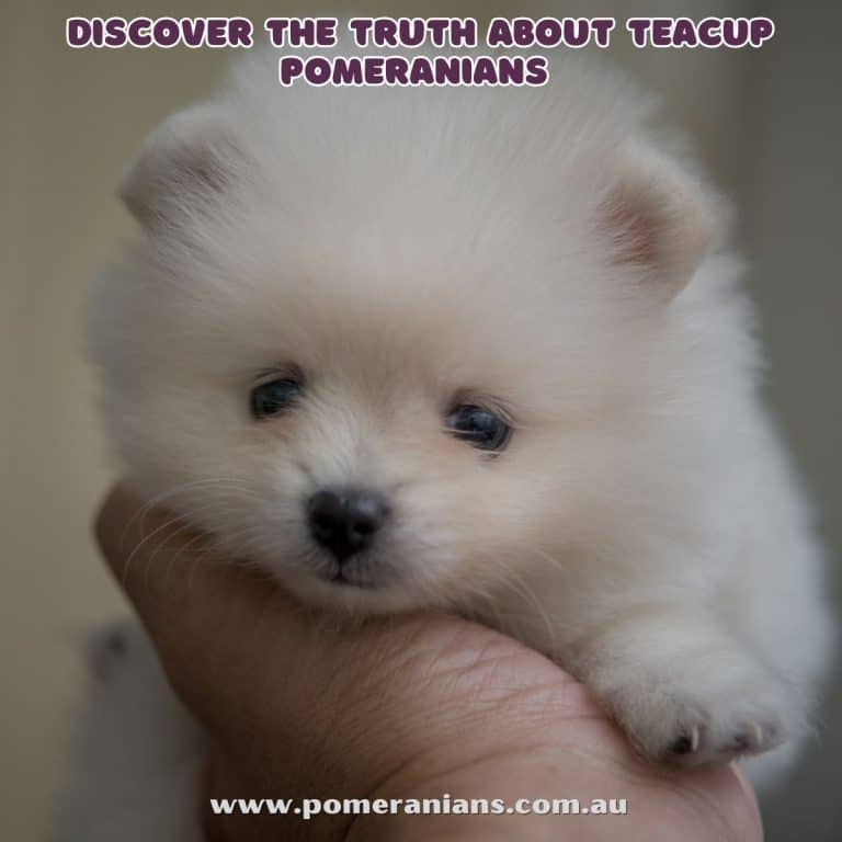 Discovering the Truth About Teacup Pomeranians Why They May Not Be