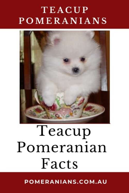 newborn teacup pomeranian