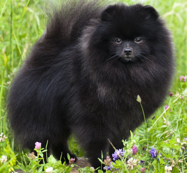 black pomeranian adult