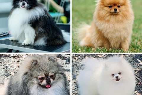 All About Pomeranians - Pomeranian Australia