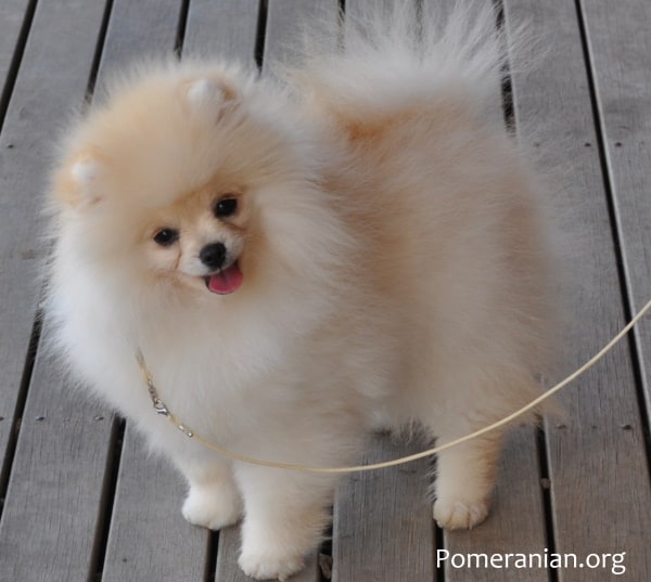 Blonde discount pomeranian puppy