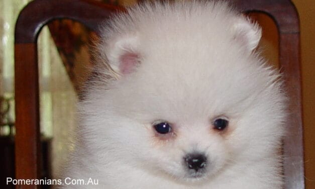 Teacup Pomeranian Puppy