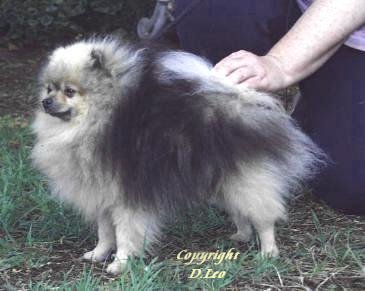 Wolf Sable Pomeranian