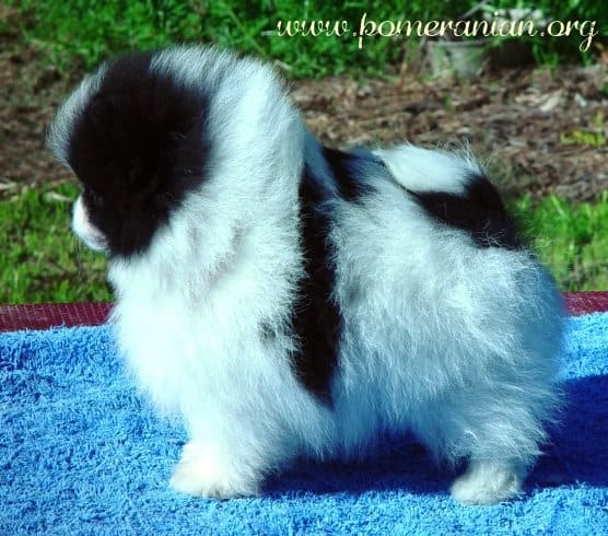 Parti-colour Pomeranian. Black and white Pomeranian