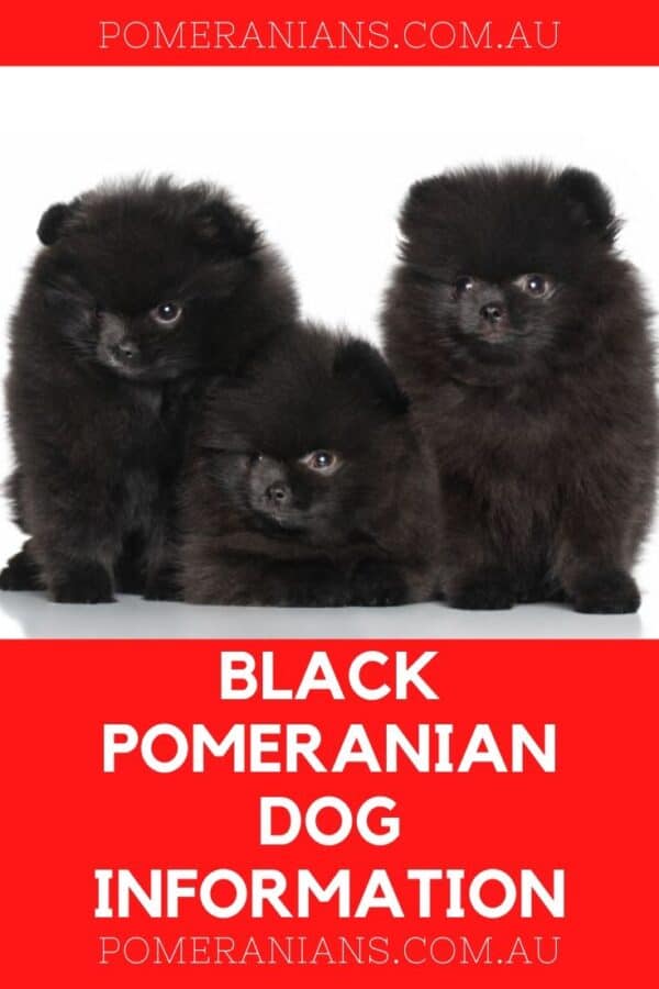 Black Pomeranian Puppies