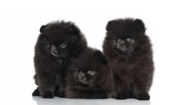 Black Pomeranian Puppies