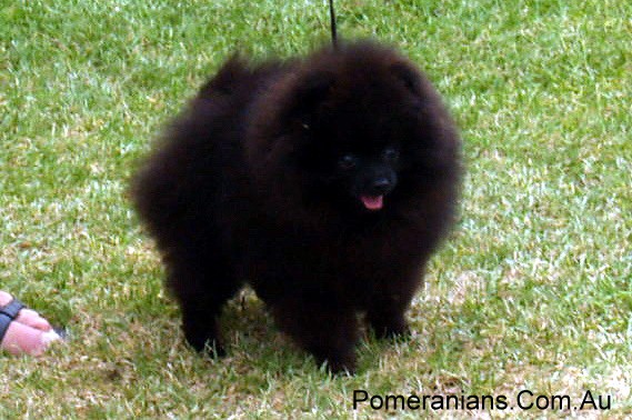 Black Pomeranian Puppy