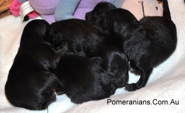 Newborn Black Pomeranian Puppies