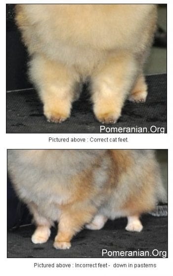 Pomeranian Feet