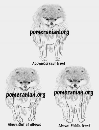 Pomeranian Forequarters