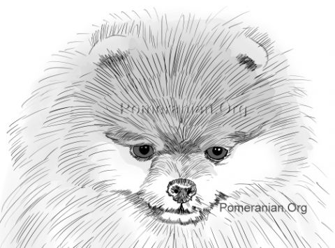 Pomeranian Head