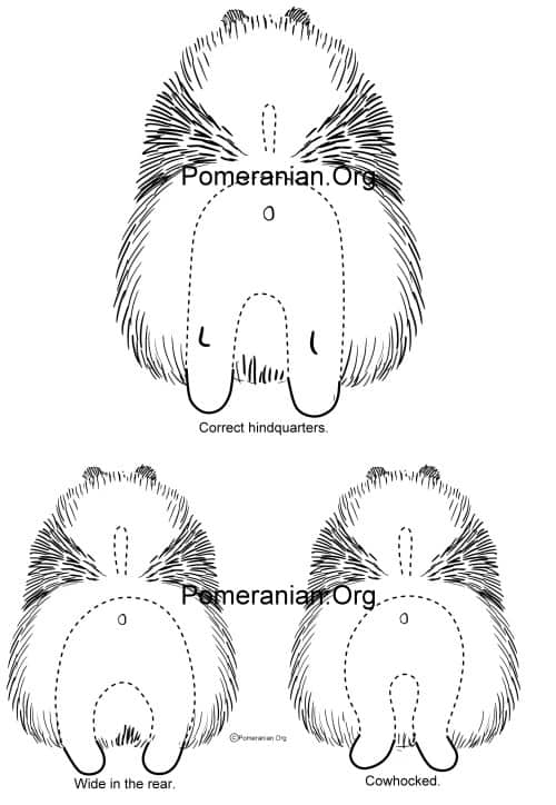 Pomeranian Hindquarters