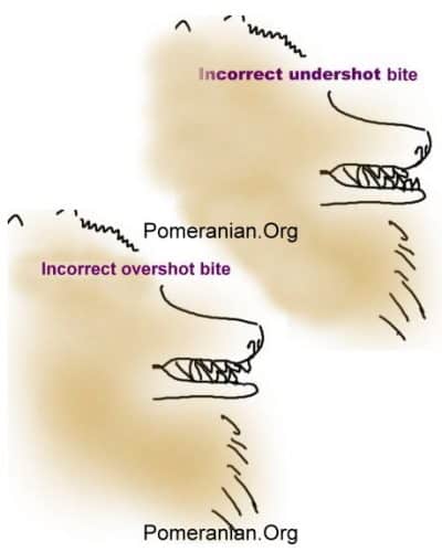 Incorrect Pomeranian Bites