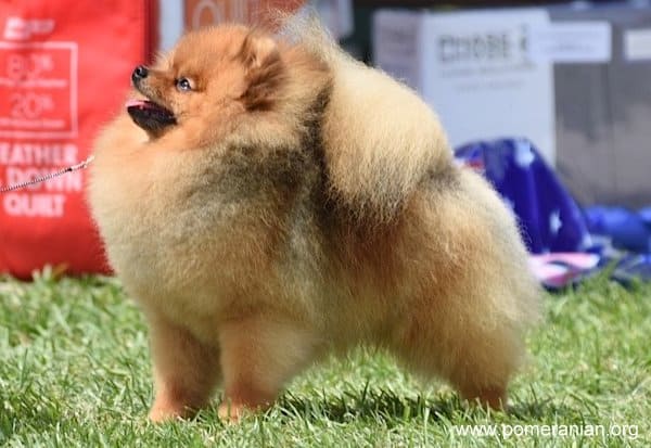 Pomeranian show hot sale dog